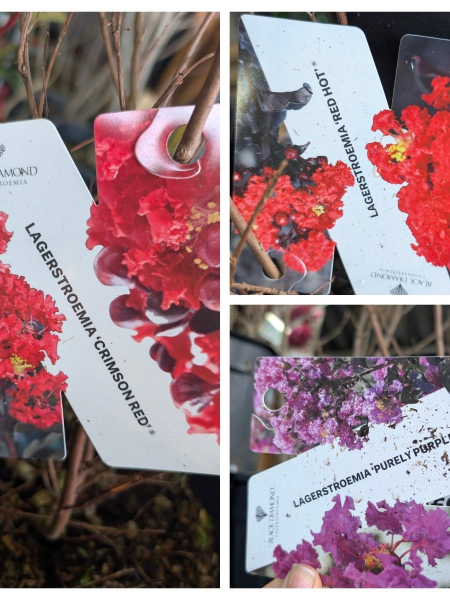 LAGERSTROEMIA-LILAS-DES-INDES 29€90 LAGERSTROEMIA-LILAS-DES-INDES 29€90