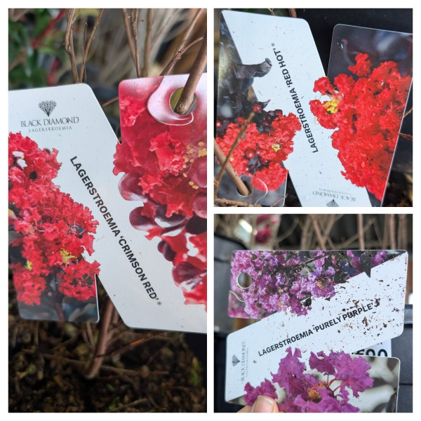 LAGERSTROEMIA-LILAS-DES-INDES  29€90