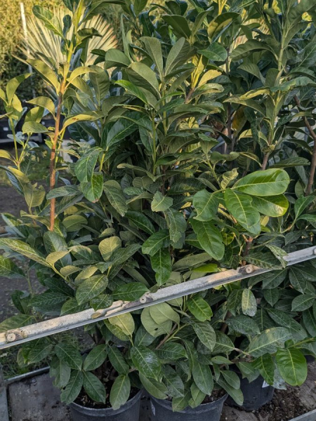 LAUROCERASUS-NOVITA LAUROCERASUS-NOVITA