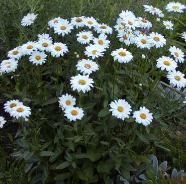LEUCANTHEMUM-MAXIMUM