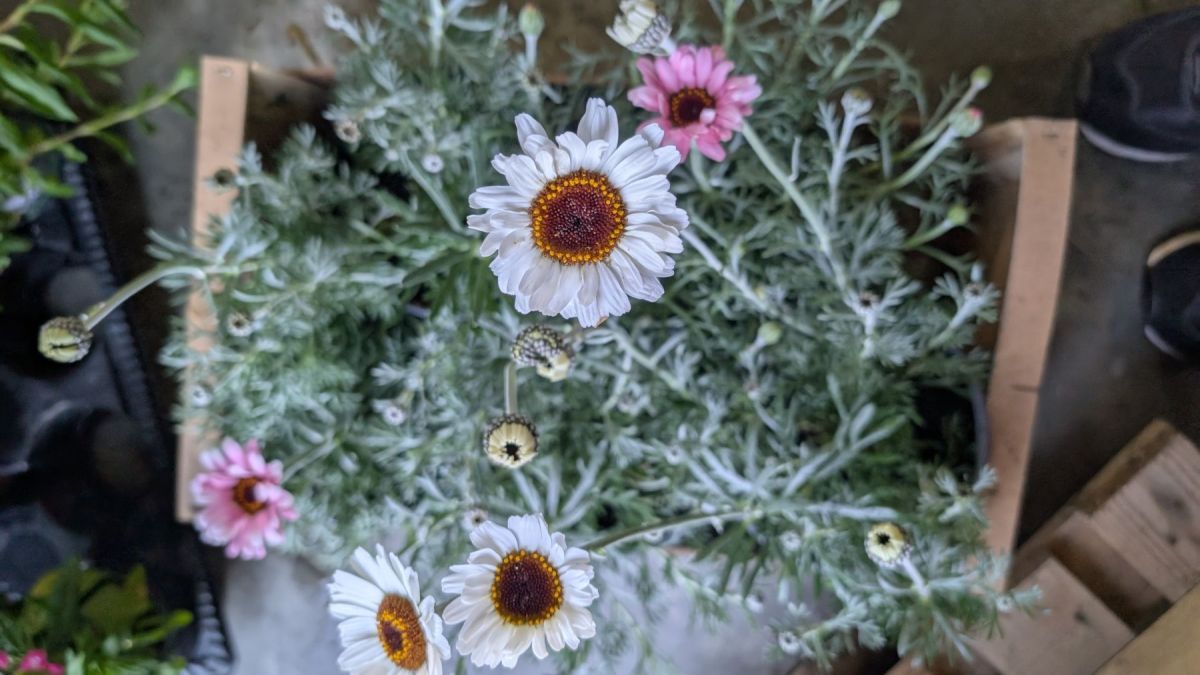 LEUCANTHEMUM-ROSE