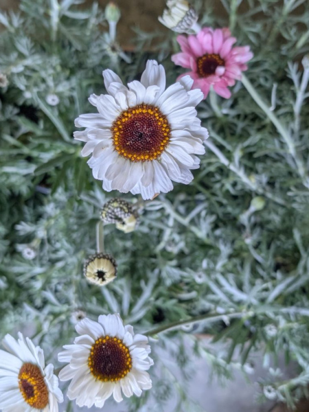 LEUCANTHEMUM-ROSE LEUCANTHEMUM-ROSE