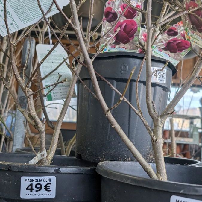 MAGNOLIA-GENIE BLACK - NEW !!!  49€