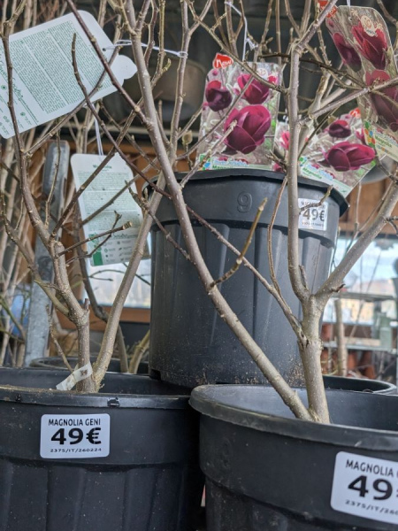 MAGNOLIA-GENIE BLACK - NEW !!! 49€ MAGNOLIA-GENIE BLACK - NEW !!! 49€