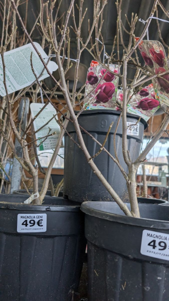 MAGNOLIA-GENIE BLACK - NEW !!!  49€