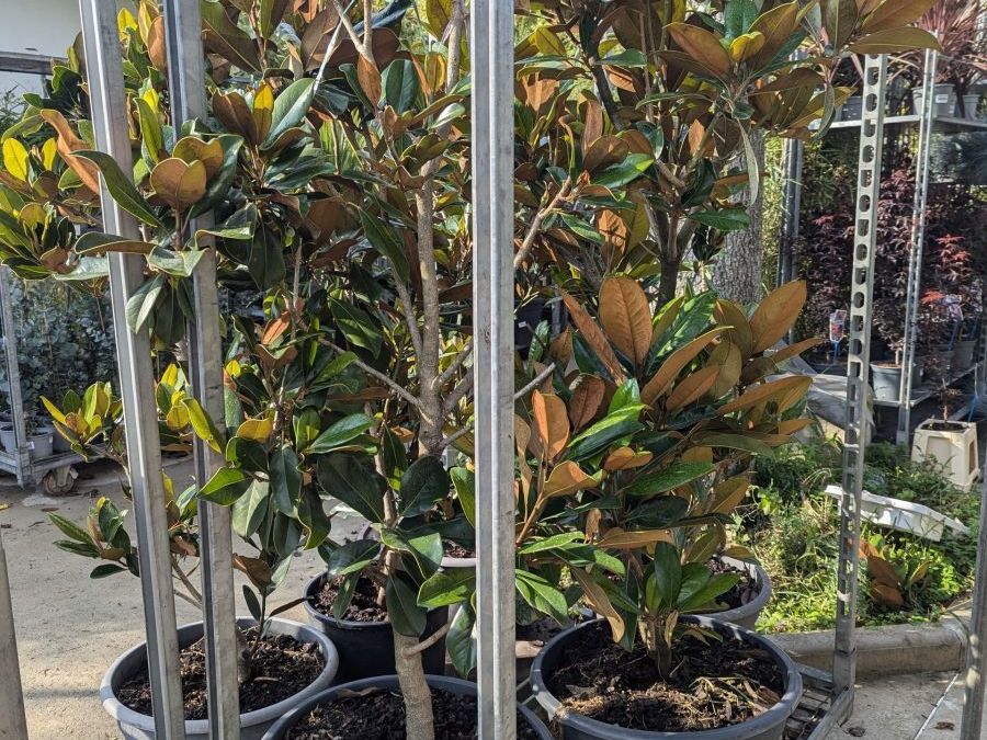 MAGNOLIA-GRANDIFLORA 159€ ou 199€