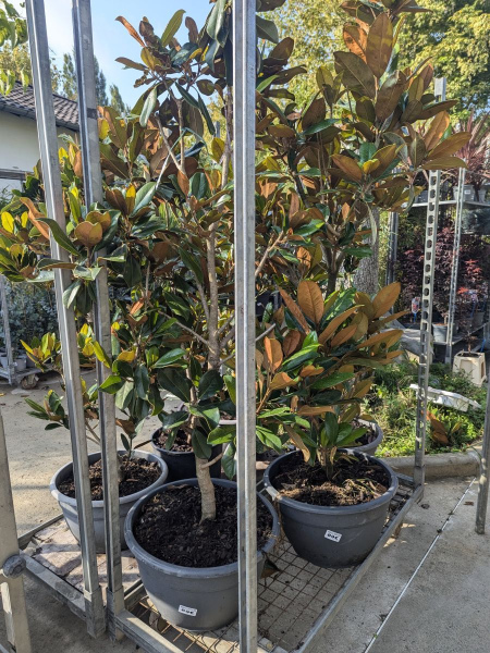 MAGNOLIA-GRANDIFLORA 159€ ou 199€