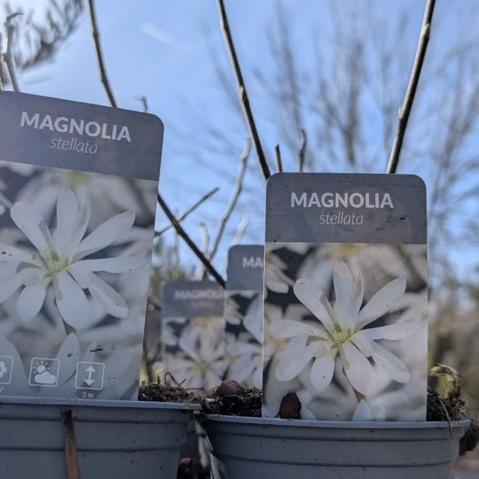 MAGNOLIA-STELLATA