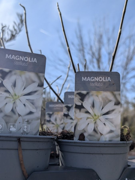 MAGNOLIA-STELLATA