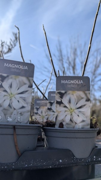 MAGNOLIA-STELLATA
