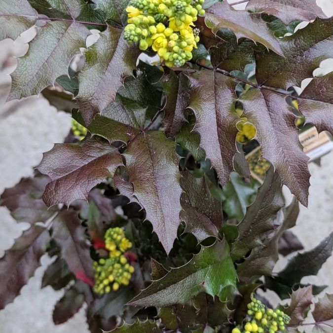 MAHONIA-AQUAFILIUM   14€