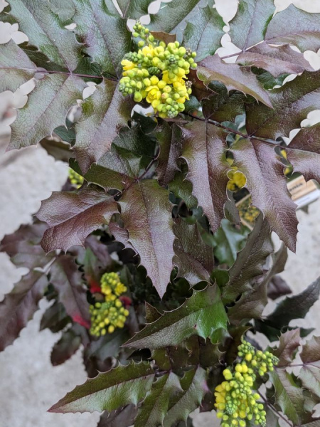 MAHONIA-AQUAFILIUM   14€