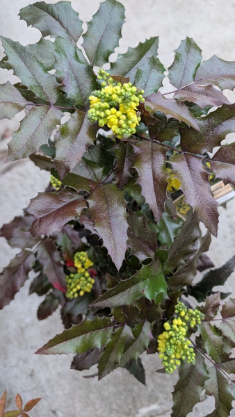 MAHONIA-AQUAFILIUM   14€