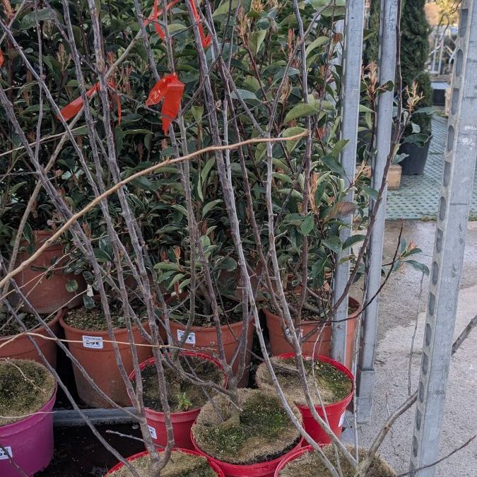 MALUS-COCCINA-POMMIER-A-FLEURS   29€