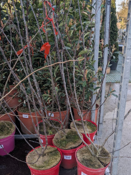 MALUS-COCCINA-POMMIER-A-FLEURS 29€ MALUS-COCCINA-POMMIER-A-FLEURS 29€