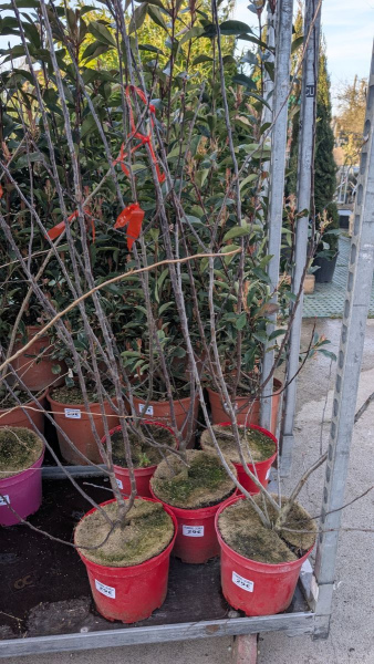 MALUS-COCCINA-POMMIER-A-FLEURS   29€