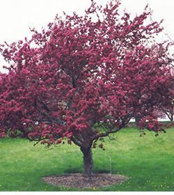 MALUS-COCCINA-POMMIER-ORNEMENT