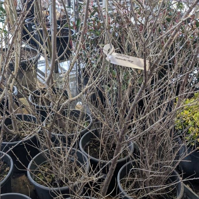 MARGOUSIER-  39€  hippophaen rhamnoide hergo femina