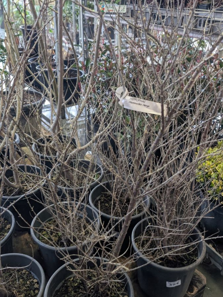 MARGOUSIER-  39€  hippophaen rhamnoide hergo femina