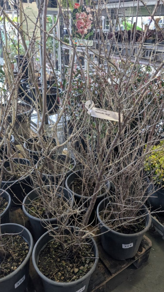 MARGOUSIER-  39€  hippophaen rhamnoide hergo femina