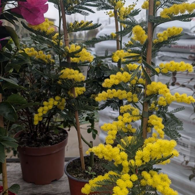 MIMOSA-GAULOIS-GREFFE