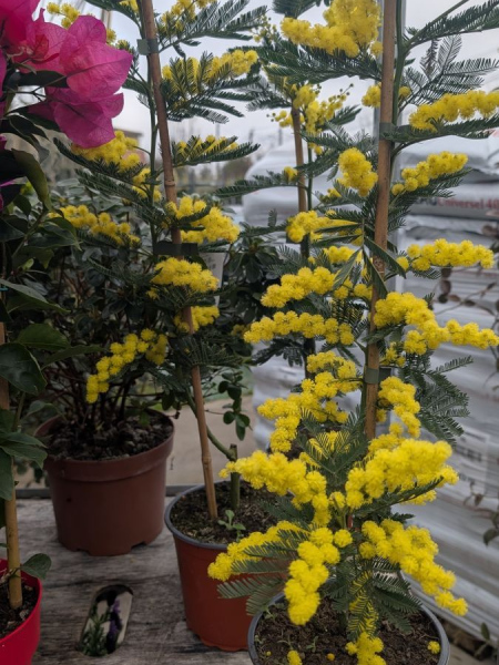 MIMOSA-GAULOIS-GREFFE MIMOSA-GAULOIS-GREFFE