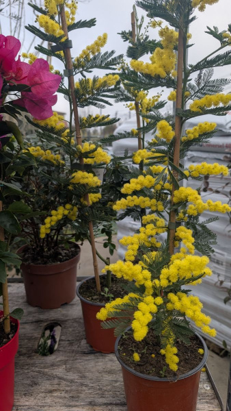 MIMOSA-GAULOIS-GREFFE