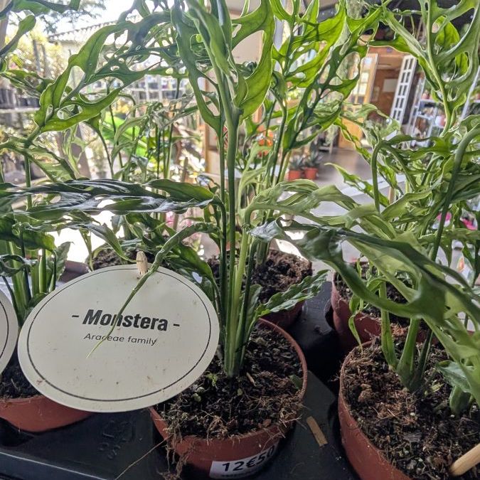 MONSTERA-OBLIQUA-PERU