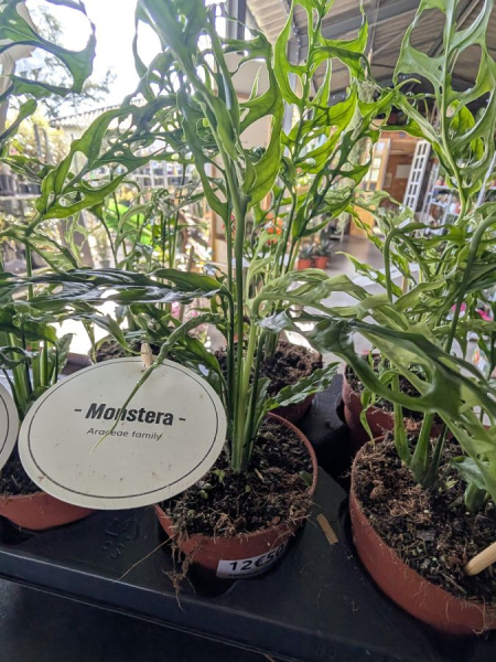 MONSTERA-OBLIQUA-PERU MONSTERA-OBLIQUA-PERU