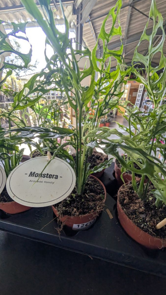 MONSTERA-OBLIQUA-PERU