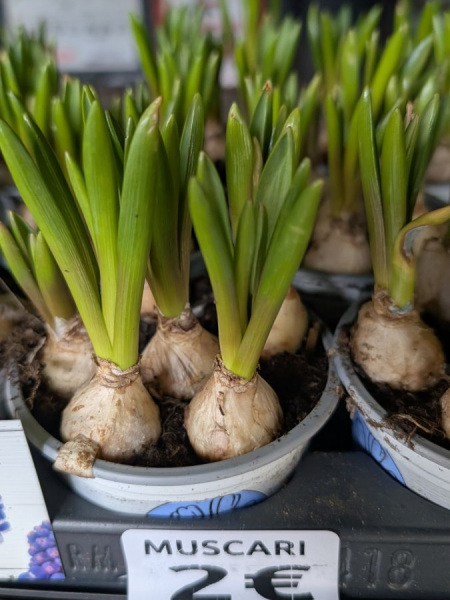 MUSCARI MUSCARI