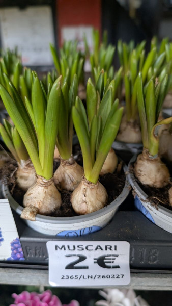 MUSCARI
