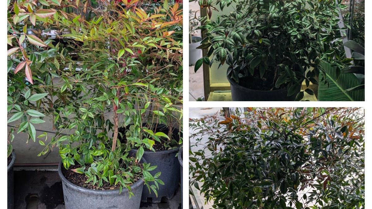 NANDINA-DOMESTICA-29€