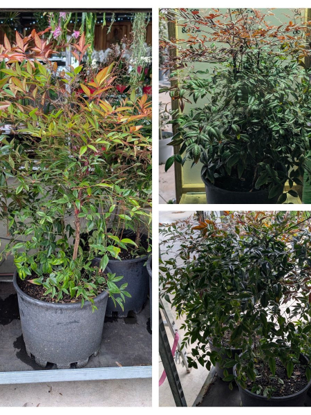 NANDINA-DOMESTICA-29€ NANDINA-DOMESTICA-29€