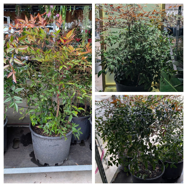 NANDINA-DOMESTICA-29€
