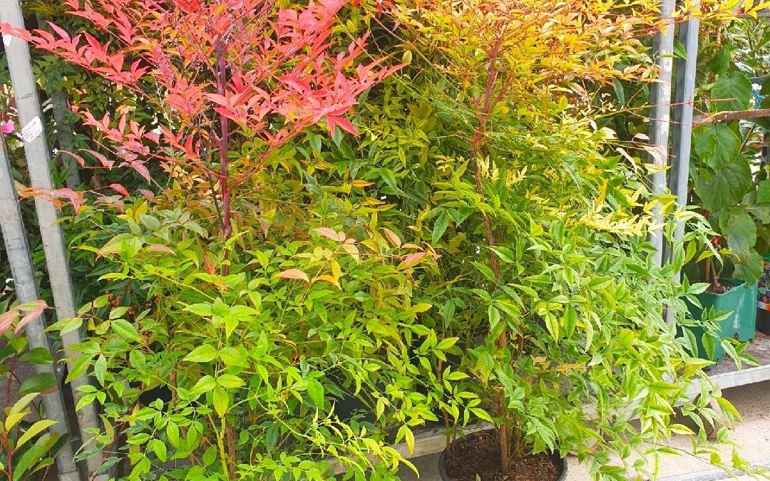 NANDINADOMESTICA-   bambou sacré