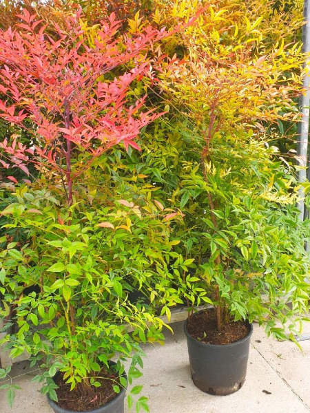 NANDINADOMESTICA- bambou sacré NANDINADOMESTICA- bambou sacré