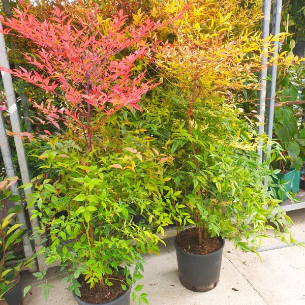 NANDINADOMESTICA-   bambou sacré