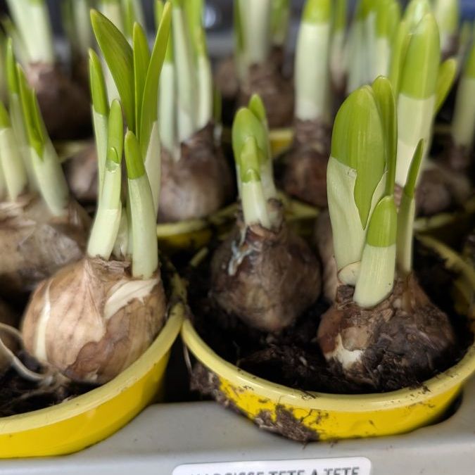 NARCISSE-TETE-A-TETE