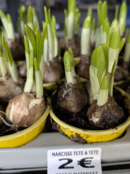 NARCISSE-TETE-A-TETE NARCISSE-TETE-A-TETE