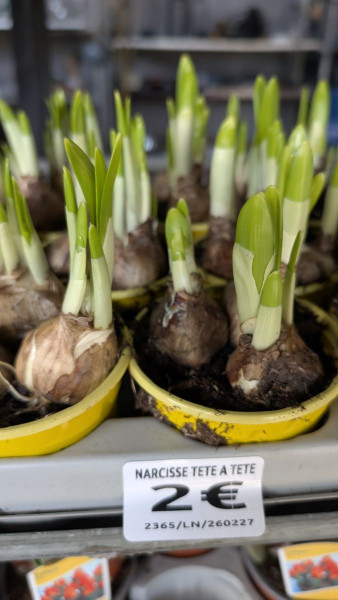 NARCISSE-TETE-A-TETE