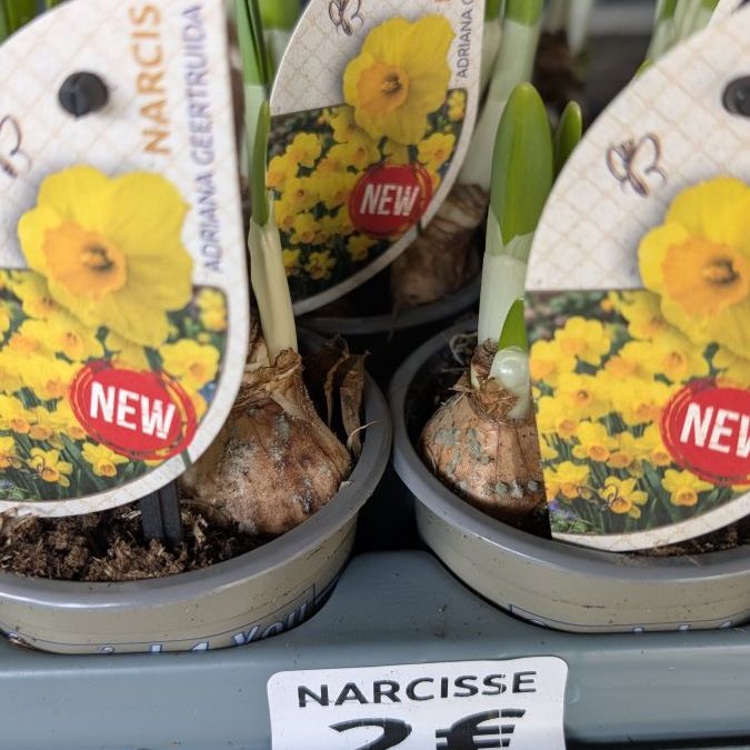 NARCISSE