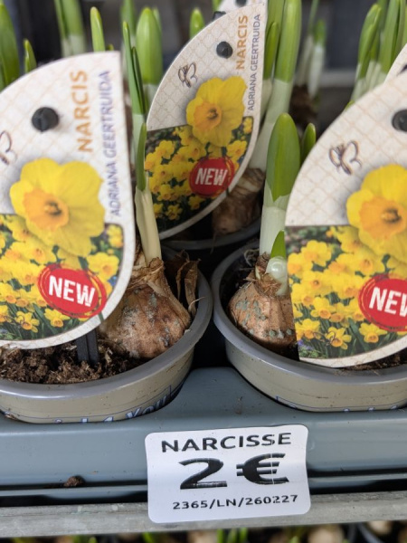 NARCISSE NARCISSE