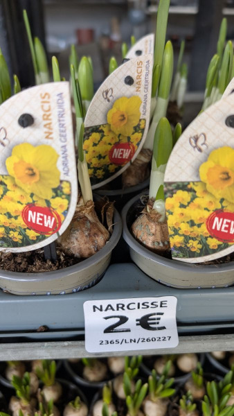 NARCISSE