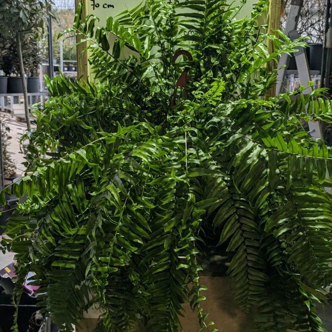 NEPHROLEPSIS-MACHO TAILLE XL 39€