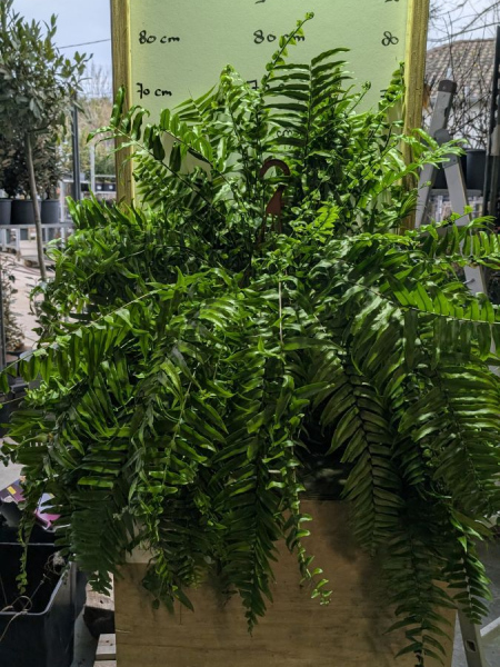 NEPHROLEPSIS-MACHO TAILLE XL 39€ NEPHROLEPSIS-MACHO TAILLE XL 39€