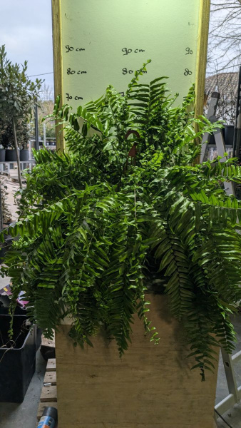 NEPHROLEPSIS-MACHO TAILLE XL 39€