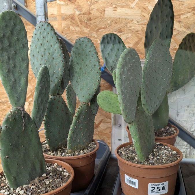 OPUNTIA-CACTUS-RAQUETTE