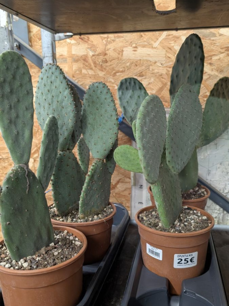 OPUNTIA-CACTUS-RAQUETTE OPUNTIA-CACTUS-RAQUETTE