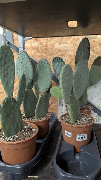 OPUNTIA-CACTUS-RAQUETTE